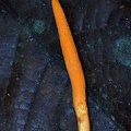 Ophiocordyceps melolonthae gr Pauna