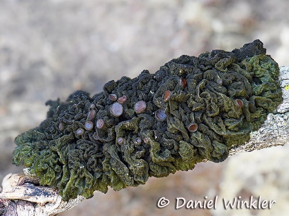 Jelly Lichen growing below Guane