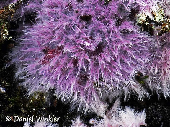 Purple fungal fuzz. Not sure what it is. Somewhat similar are  Punctularia atropurpurascens and Hypochnella violacea = Hypochnus violaceus, 