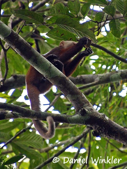 Capuchin monkey eating DW Ms.jpg