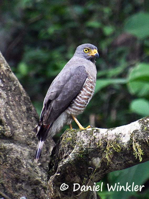 Roadside hawk (Rupornis magnirostris) watching over the Rio Claro flowing by