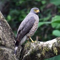 Roadside hawk (Rupornis magnirostris) watching over the Rio Claro flowing by