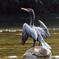 Cormorant Rio Claro