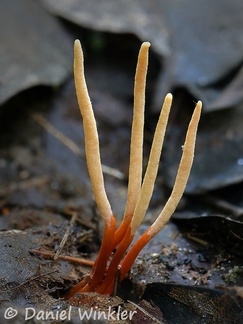Stromata of Ophiocordyceps caloceroides group stromata in situ