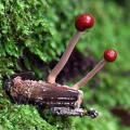 Ophiocordyceps amazonica that killed a grashopper seen in Rio Claro