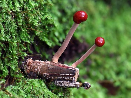 Ophiocordyceps amazonica that killed a grashopper seen in Rio Claro