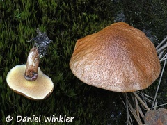 Suillus luteus growing with introduced pine in Pauna