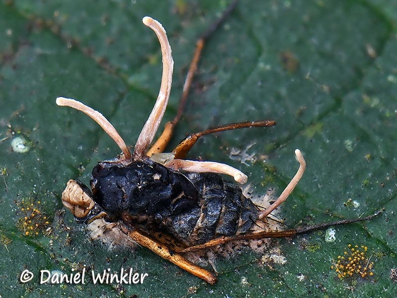 Ophiocordyceps dipterigena  on fly