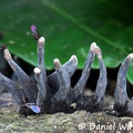 immature Xylaria with flies