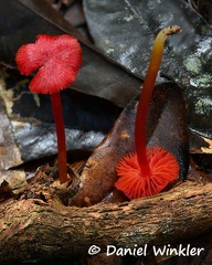 Hygrocybe as red as they get!