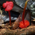 Hygrocybe as red as they get!