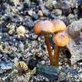 A black staining dull orange Hygrocybe with white gills