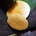 Phillipsia lutea, a yellow cup fungus in the Sarcoscyphaceae family (Pezizales) first described from Costa Rica.