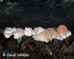 Pleurotus djamor var roseus - Tropical oyster, a great edible mushroom