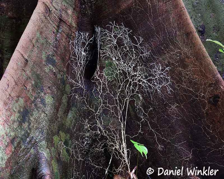 Mycelium climbing on tree base Tepu DW Ms.jpg