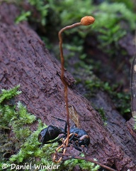 Ophiocordyceps sphaecocephala 