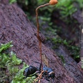 Ophiocordyceps sphaecocephala 