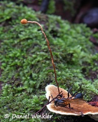 Ophiocordyceps sphecocephala laying on Rigidoporus conk