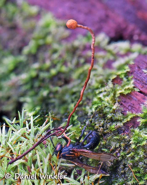 Ophiocordyceps sphecocephala growing out of a  wasp