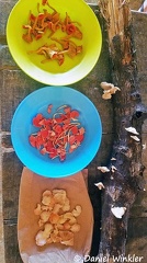 Mushroom tasting samples: Chanterelles, Cookeina and Oysters on paper bag