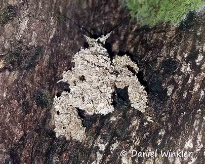 A beetle? camouflaged with lichen