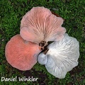 Pleurotus djamor, a great edible Oyster mushroom. Note the different color in the fruiting bodies of the same mycelium