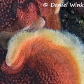 Detail of hairy red crust