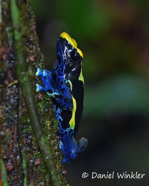 Poison dart frog - Dendrobates tinctorius seen in Tepu