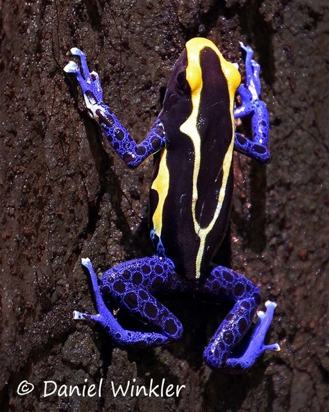 Poison dart frog - Dendrobates tinctorius seen in Tepu 