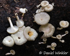 An unidentified Lentinus sp. that probably is edible...