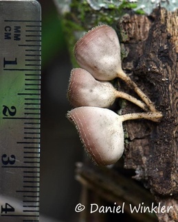 backsides of the brown red Cookeina with scale
