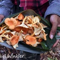 Cantharellus guyanensis basket in Romano hands
