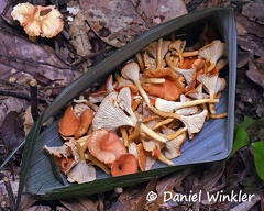 Cantharellus guyanensis in a transport basket made on the spot