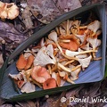 Cantharellus guyanensis in a transport basket made on the spot