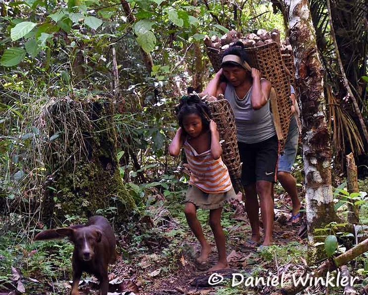 Trio women carrying heavy load of freshly harvested cassava roots from the fields to the villageDW Ms