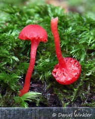 Tiny Hygrocybe sp with scale, each mark is 1 mm