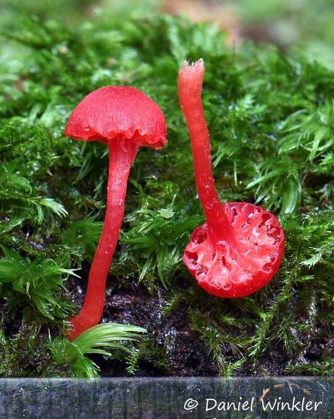 Hygrocybe red small Disp Scale DW Ms.jpg