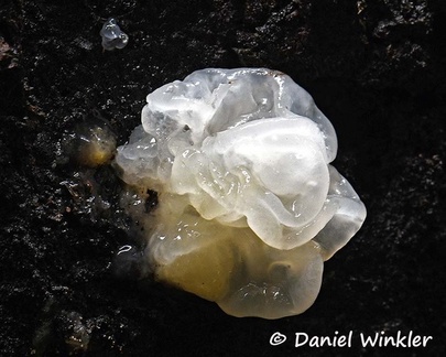 A young Tremella fuciformis known in China as Silver or Snow fungus and appreciated as food stuff and medicine. It usually parasitizes on (Annulo-)Hypoxylon fungus.