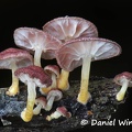 Agaric with red hairy caps and yellow stem base , gills suggest Marasmiellus...