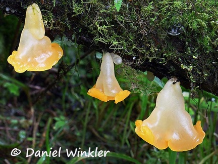 Probably a Ditiola, Dacrymycetaceae, we called it the bell flower jelly fungus