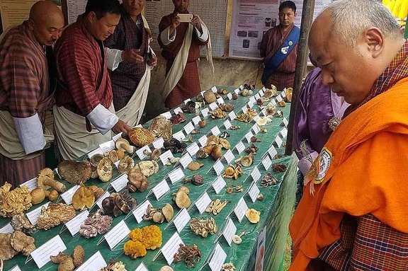 Mushroom display table at the Genekha mushroom festival provided by Bhutan's NMC 