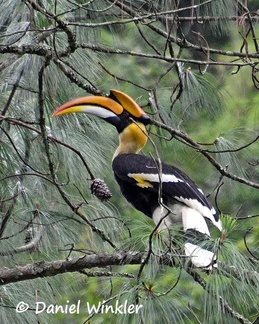 Great Hornbill - Buceros bicornis seen near Zhemgang from an Ecolodge to be.