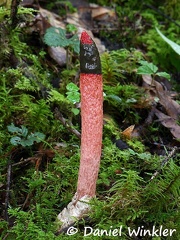 A Mutinus stinkhorn aka dog stinkhorn or Dog's rod. Not 100% sure which species, but close to M. caninus