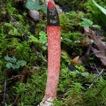 A Mutinus stinkhorn aka dog stinkhorn or Dog's rod. Not 100% sure which species, but close to M. caninus