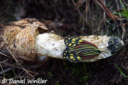 A stinkhorn (Phallus impudicus) visited by Callimorpha principalis moth below CheleLa 