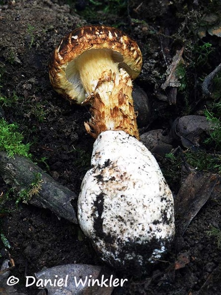 A Squamanita - a parasitic mushroom growing on top of the base of the high-jacked Amanita volva and stembase