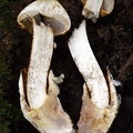 Squamanita transected shows the parasitic mushroom growing on top of the Amanita volva.