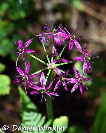 Allium wallichii seen in Thowdrak 