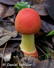 Immature Amanita rubrovolvata, a probably toxic mushroom, seen near Phadjoding