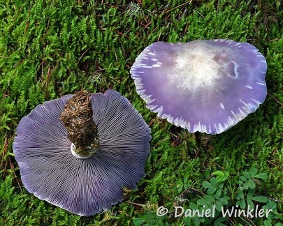 Clitocybe nuda aka Lepista nuda, the Blewitt, a choice edibe mushroom, Tangsibi, Bumthang